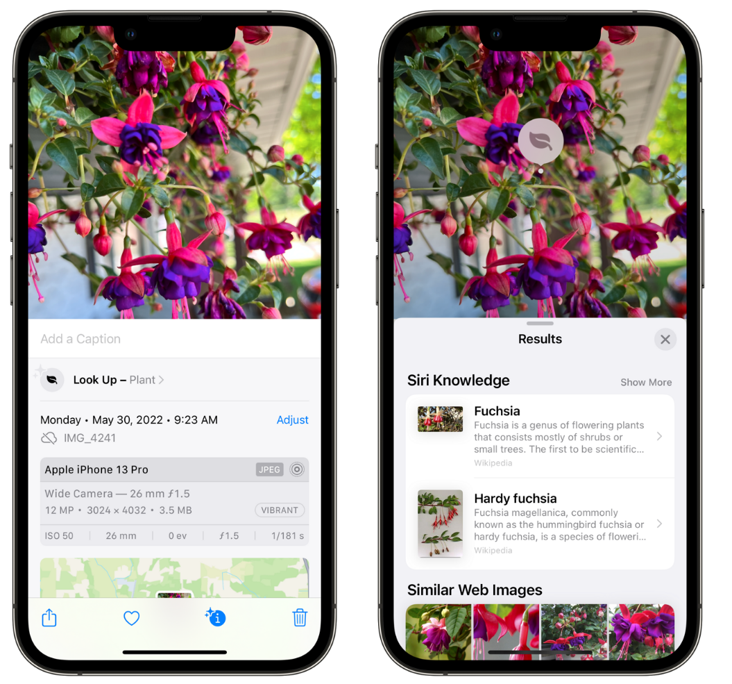 霸州苹果手机维修分享小技巧：使用 iPhone 相机识别花卉植物 